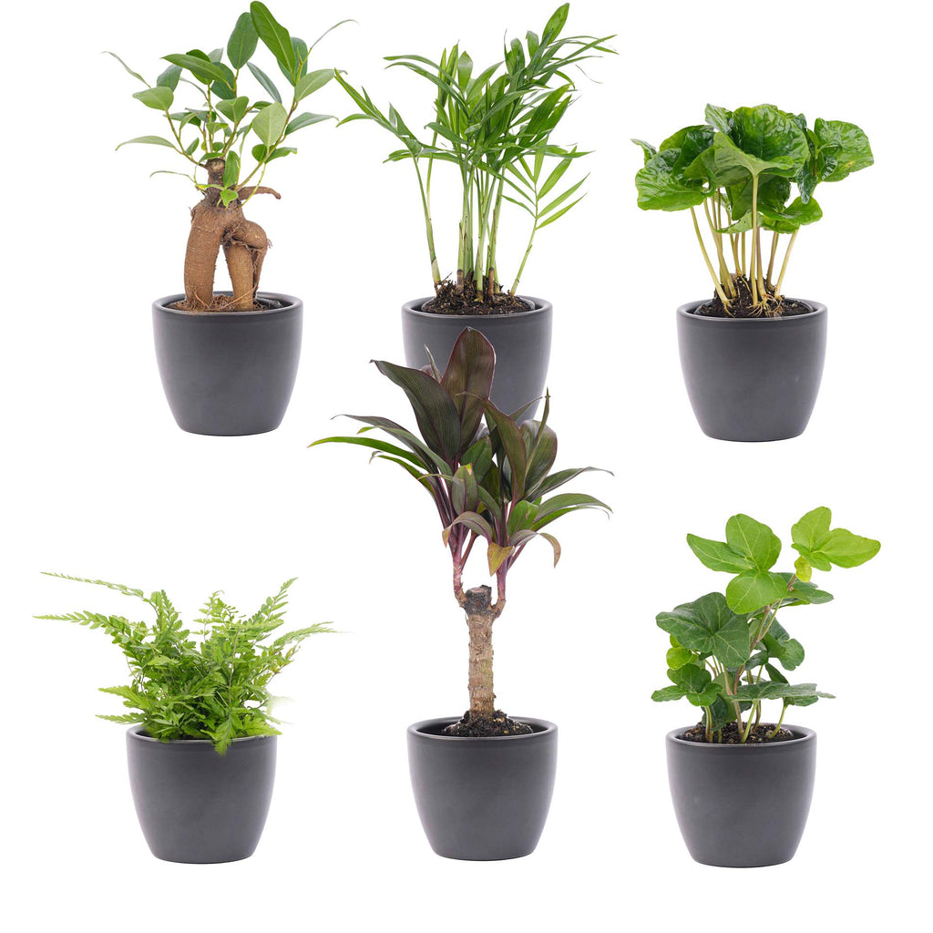 Mini Plant Set 12 - Includes 12X Boule Anthracite Pot
